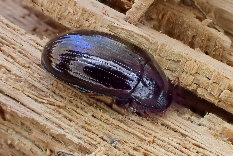 Platydema violaceum - fémkék taplóbogár