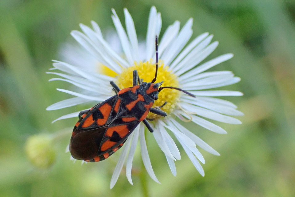 Spilostethus saxatilis - virágbodobács