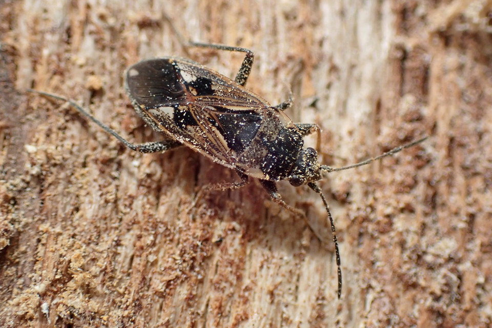 Rhyparochromus vulgaris - közönséges díszesbodobács