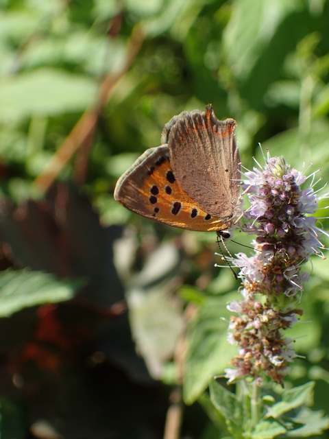 Lycaena phlaeas - közönséges tűzlepke Lycaena phlaeas - közönséges tűzlepke