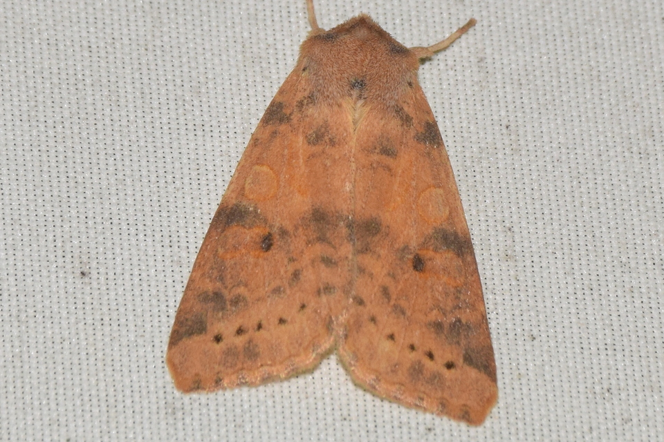 Cirrhia ocellaris - fakó sárgabagoly