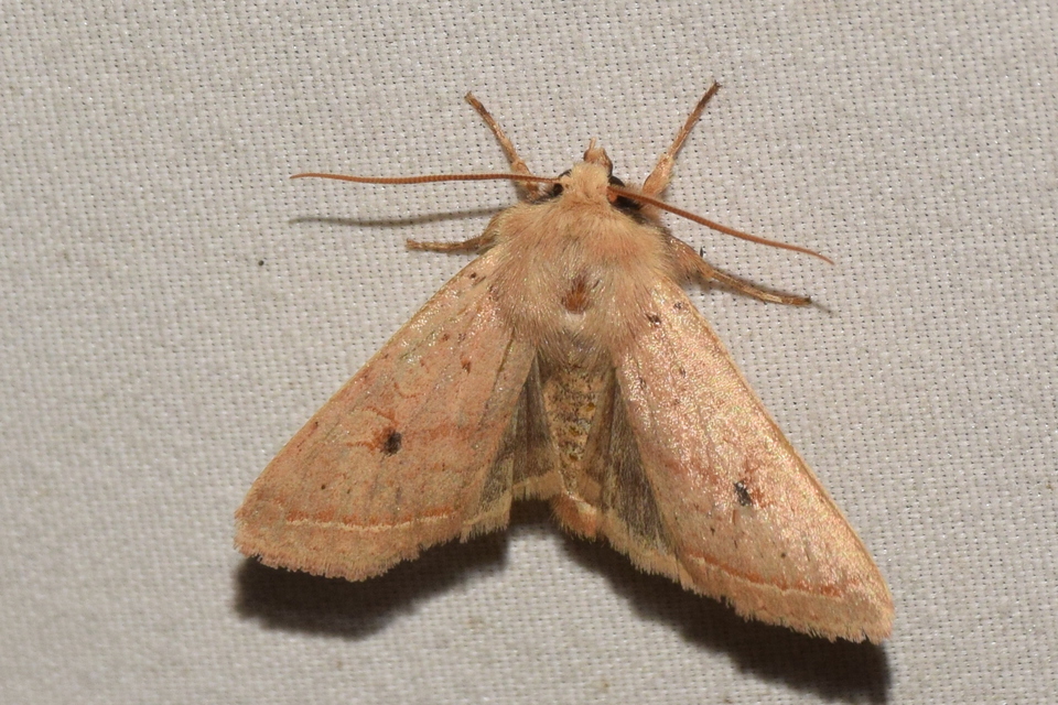 Leptologia macilenta - gyertyán-őszibagoly