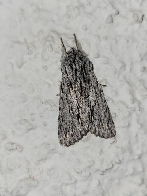 Asteroscopus sphinx - csillagnéző bundásbagoly