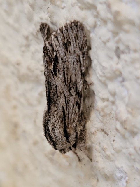 Asteroscopus sphinx - csillagnéző bundásbagoly