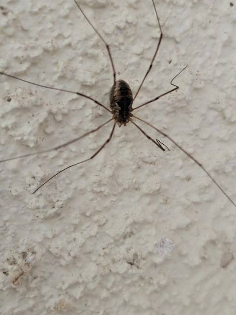 Phalangium opilio