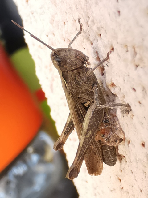 Chorthippus (Glyptobothrus) (subgenus)