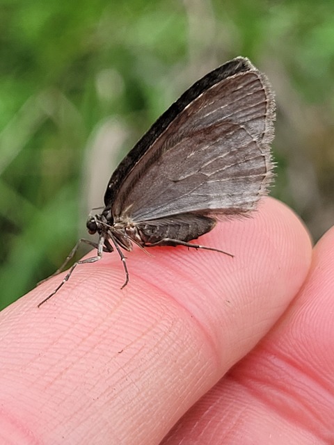 Epirrita christyi/dilutata