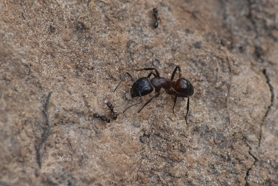 Camponotus ligniperda - faodvasító lóhangya