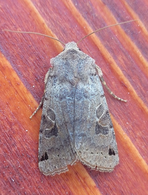 Anchoscelis litura - tarka őszibagoly