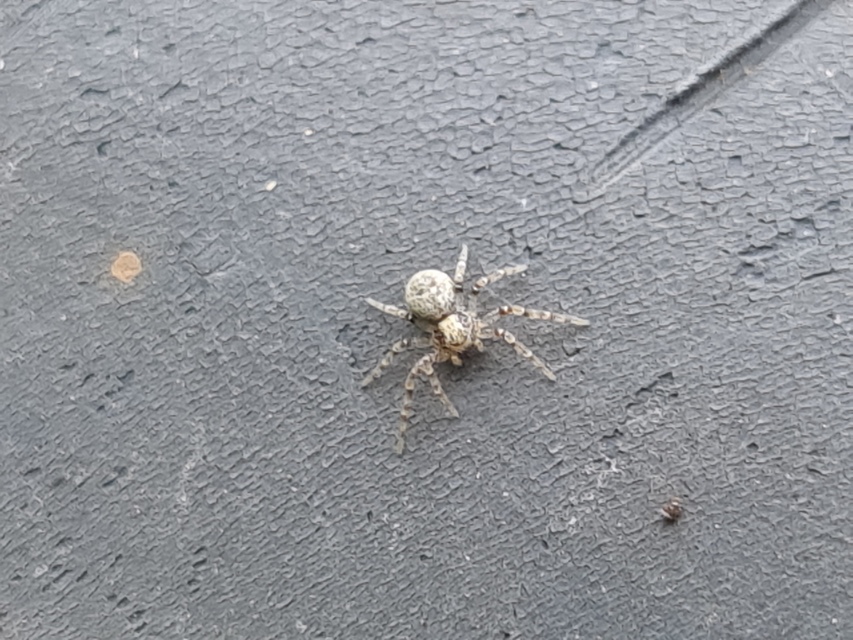 Philodromus