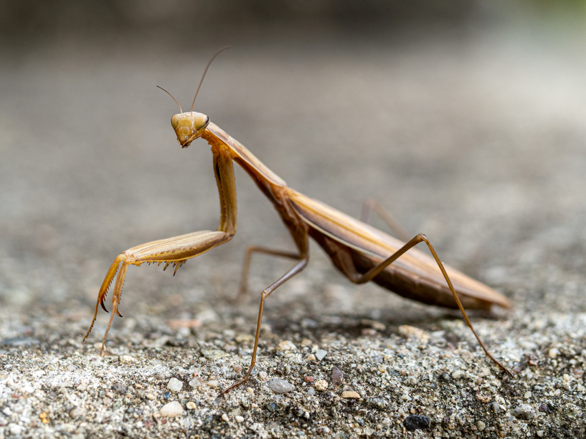 Mantis religiosa - imádkozósáska