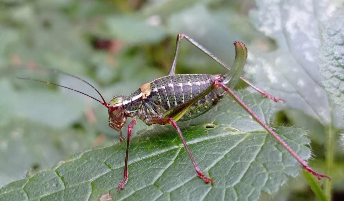 Barbitistes