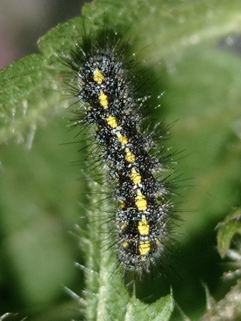 Callimorpha dominula - fémes medvelepke