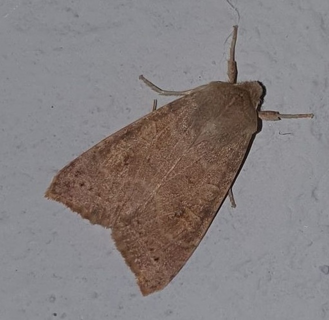 Cirrhia ocellaris - fakó sárgabagoly