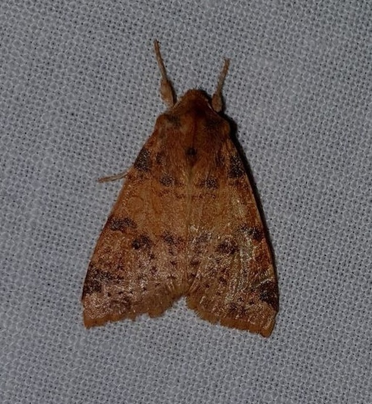Cirrhia ocellaris - fakó sárgabagoly