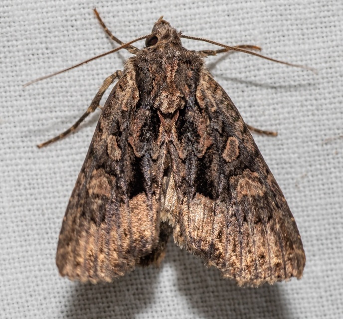 Blepharita satura - őszi porfírbagoly