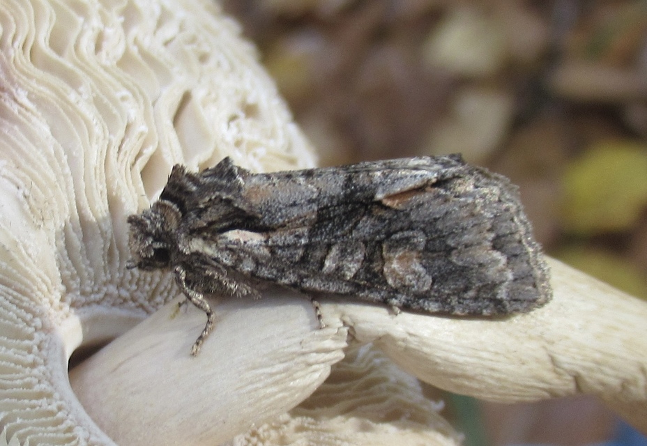Dichonia convergens - őszi tölgybagoly