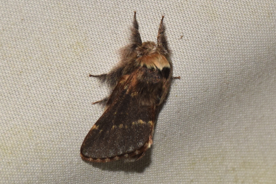 Poecilocampa populi - nyárfaszövő