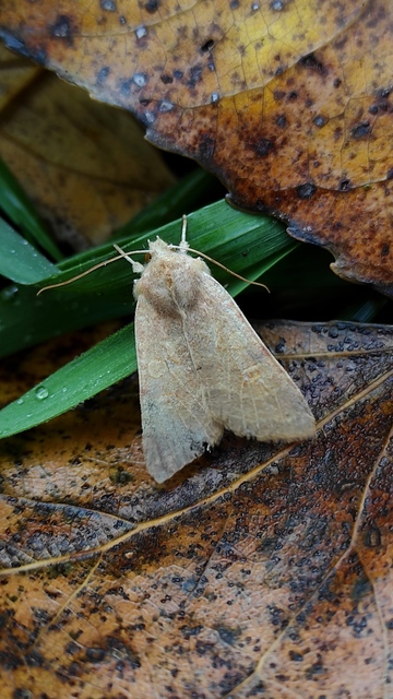 Cirrhia ocellaris - fakó sárgabagoly