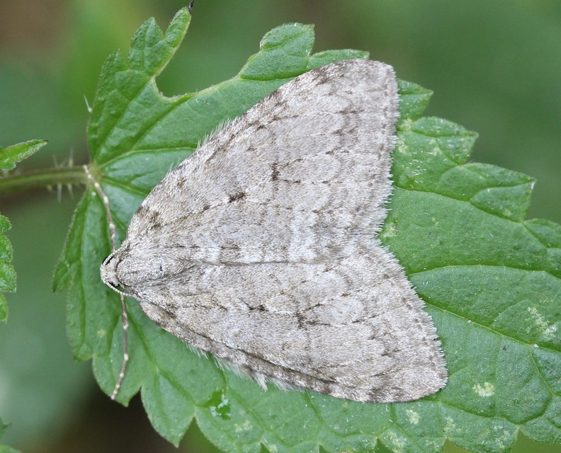 Epirrita christyi/dilutata