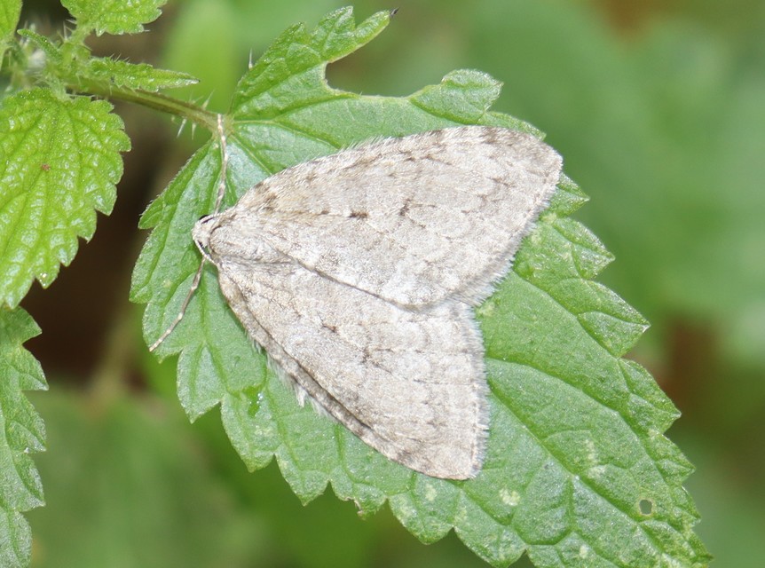 Epirrita christyi/dilutata