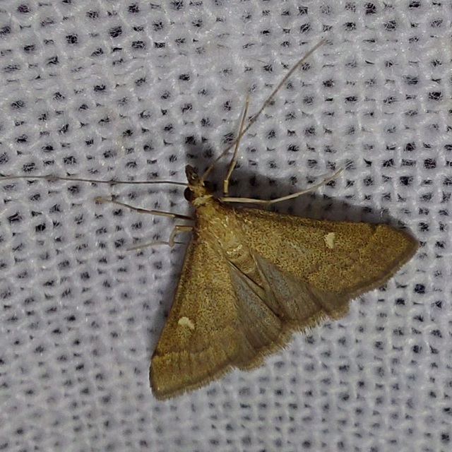 Dolicharthria punctalis - hosszúlábú tűzmoly