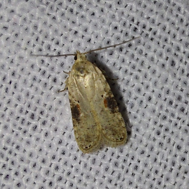 Agonopterix alstromeriana - bürök-laposmoly