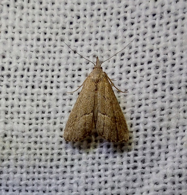 Schrankia taenialis - lomberdei karcsúbagoly