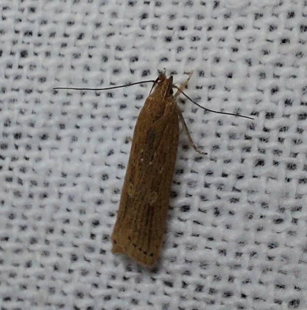 Helcystogramma triannulella - szuláksodró lápimoly