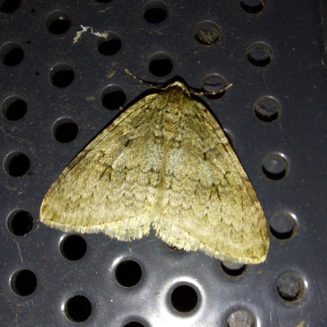 Epirrita christyi/dilutata