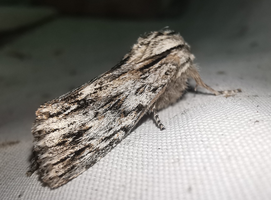 Asteroscopus sphinx - csillagnéző bundásbagoly