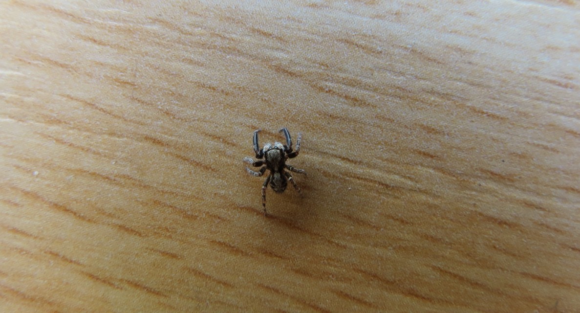 Pseudeuophrys lanigera - szobai ugrópók