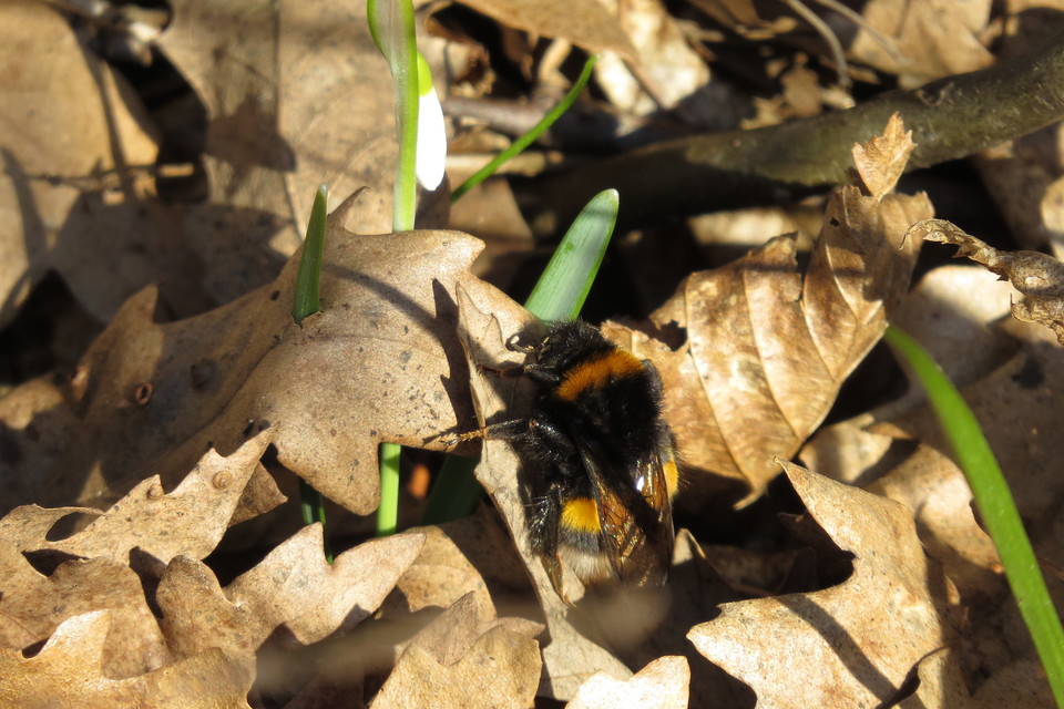 Bombus terrestris/lucorum