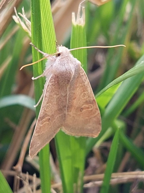 Cirrhia ocellaris - fakó sárgabagoly