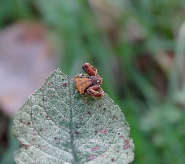 Pistius truncatus - csonka karolópók
