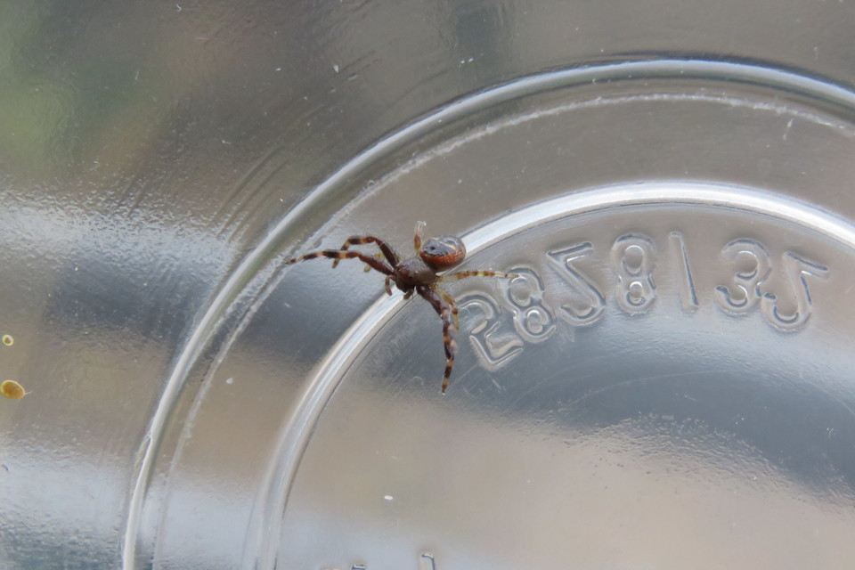 Synema globosum/ornatum