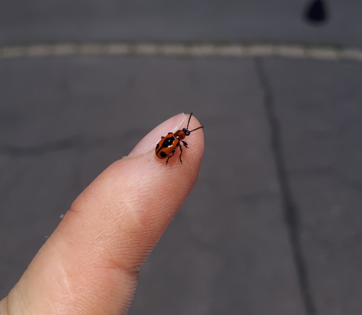 Crioceris quinquepunctata - ötpontos spárgabogár
