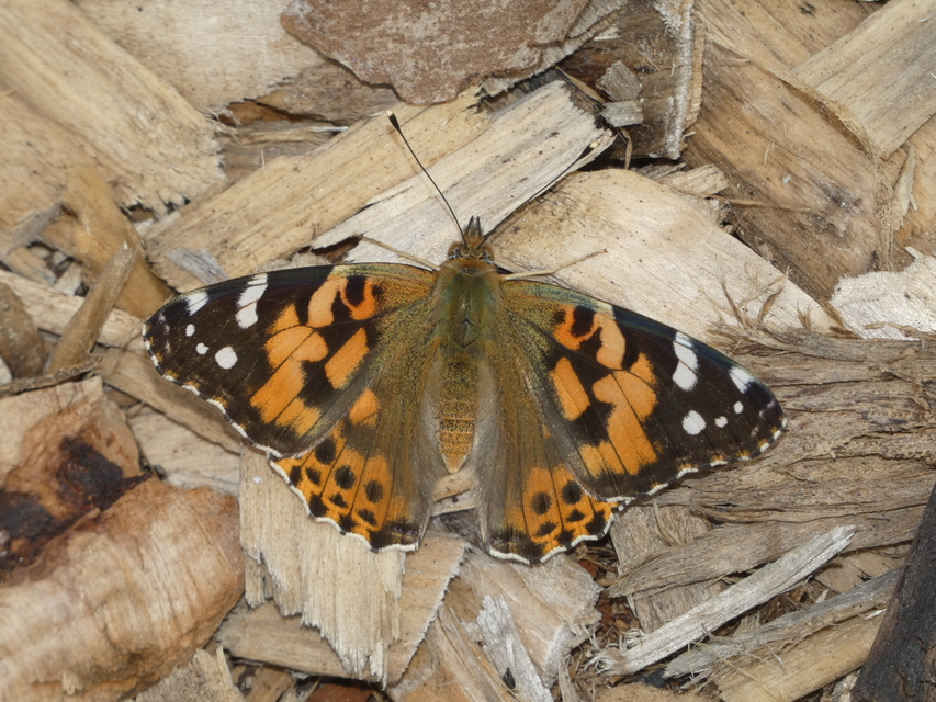 Vanessa cardui - bogáncslepke