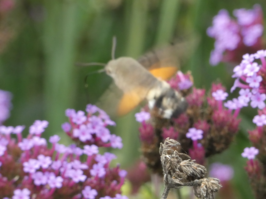 Macroglossum stellatarum - kacsafarkú szender
