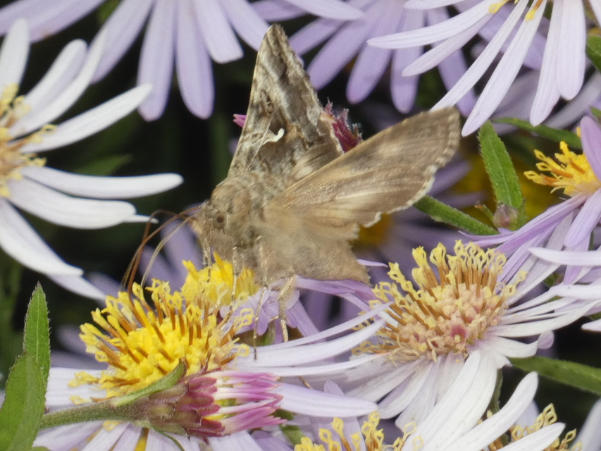 Autographa gamma - gammalepke