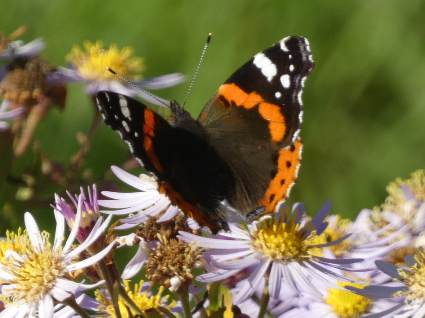 Vanessa atalanta - atalantalepke