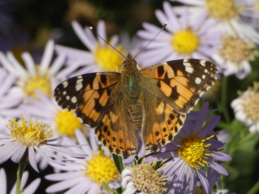 Vanessa cardui - bogáncslepke