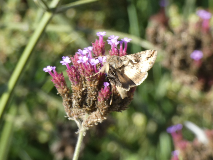 Autographa gamma - gammalepke