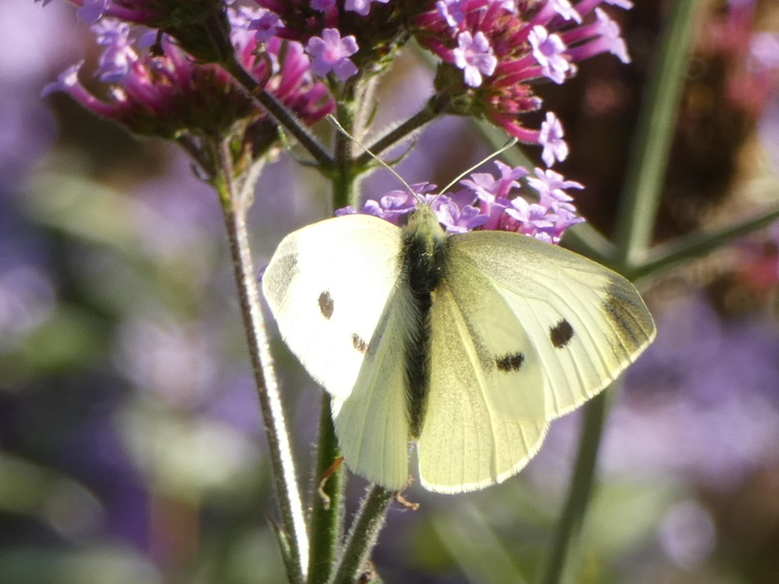 Pieris rapae - répalepke