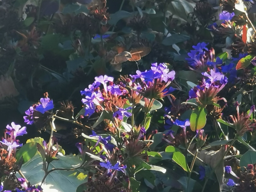 Macroglossum stellatarum - kacsafarkú szender