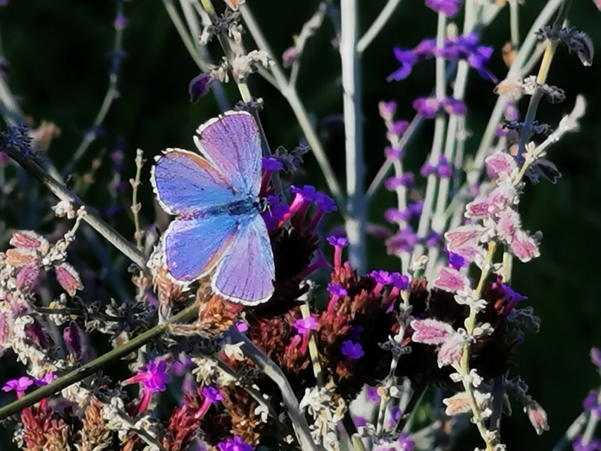 Polyommatus icarus - közönséges boglárka