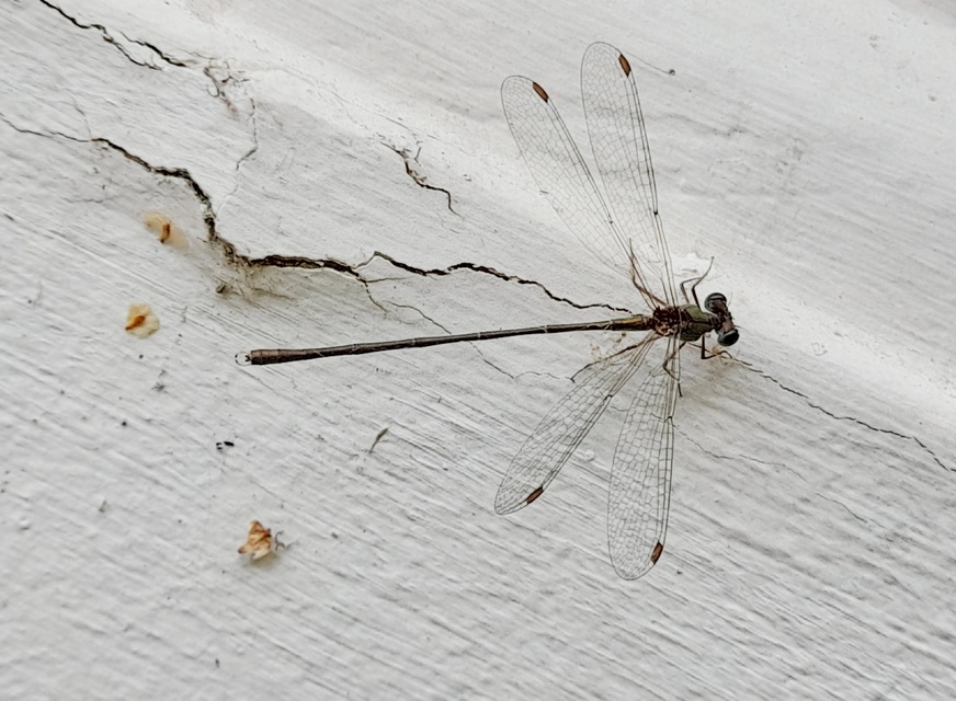 Chalcolestes parvidens - keleti zöld-rablószitakötő