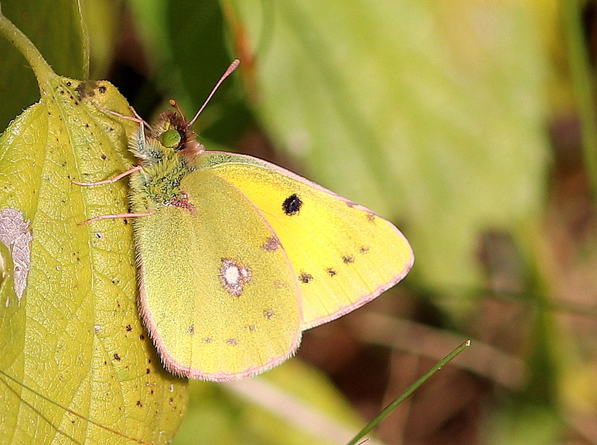 Colias erate - csángó-kéneslepke