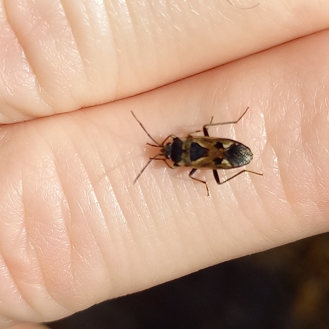 Raglius alboacuminatus - tarka díszesbodobács