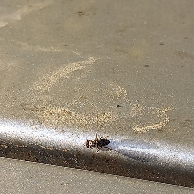 Callopistromyia annulipes - pávalégy